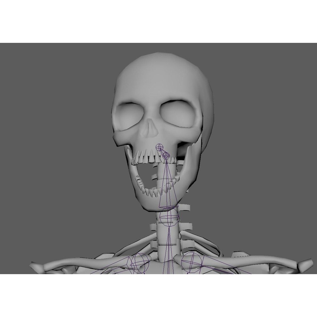 Skeleton 3D Model – Game Ready Low-Poly Rigged Character, FBX/OBJ - View 17