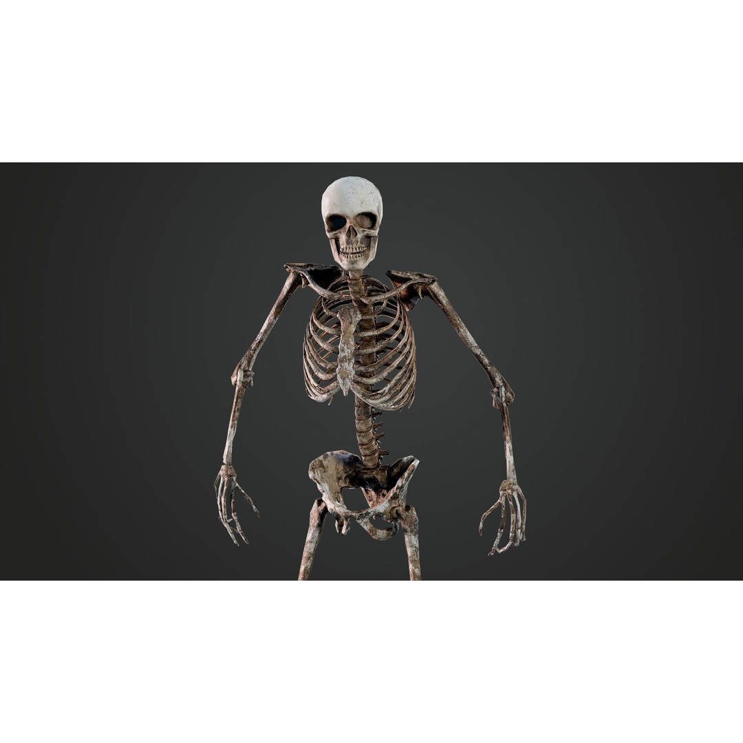 Skeleton 3D Model – Game Ready Low-Poly Rigged Character, FBX/OBJ - View 3