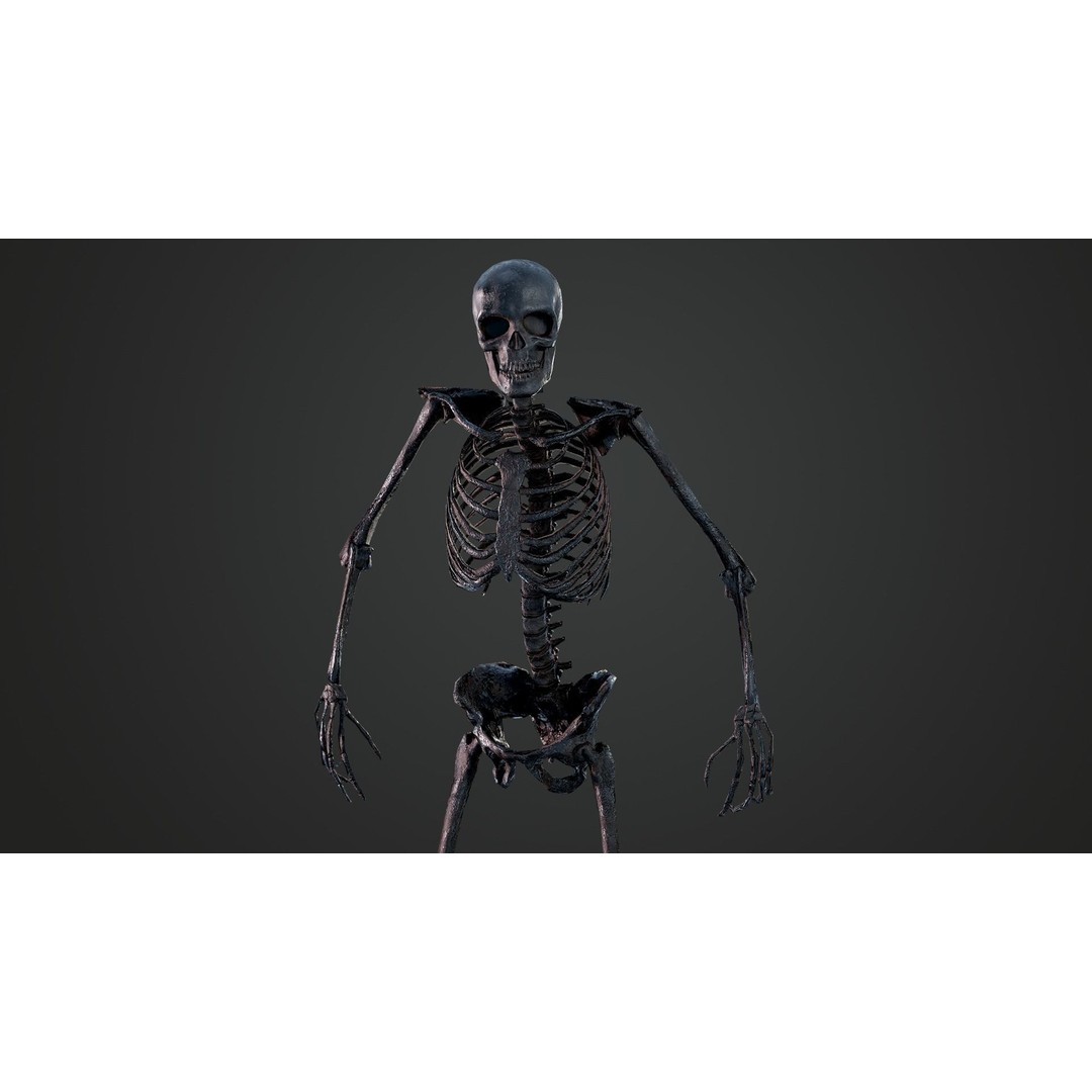 Skeleton 3D Model – Game Ready Low-Poly Rigged Character, FBX/OBJ - View 6