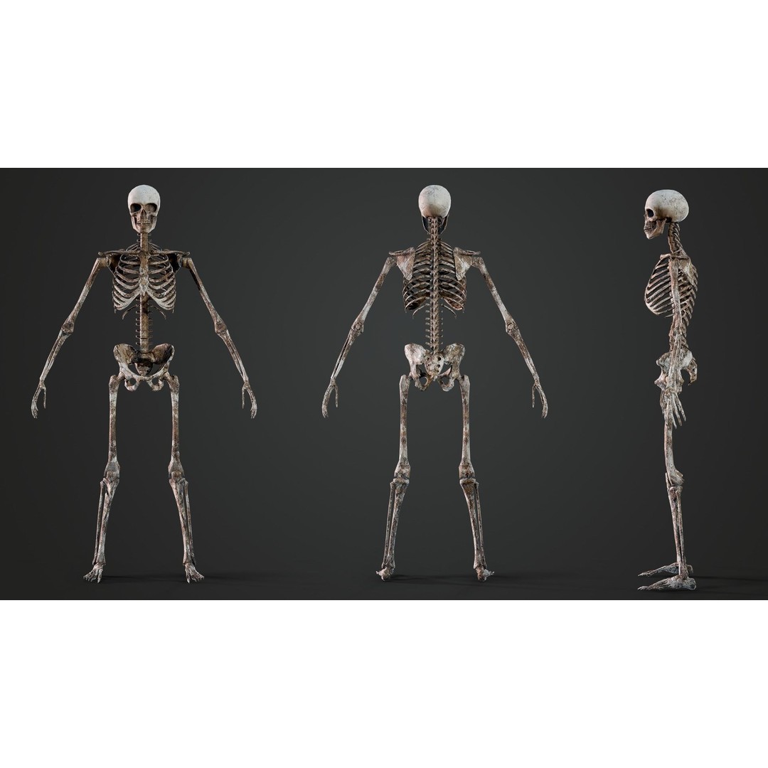 Skeleton 3D Model – Game Ready Low-Poly Rigged Character, FBX/OBJ - View 9