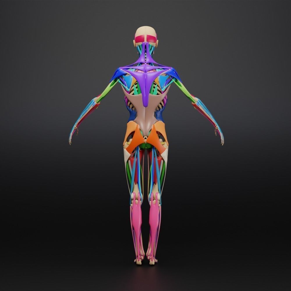 Muscle Anatomy 3D Model – Low Poly Ecorche for Blender, FBX, OBJ