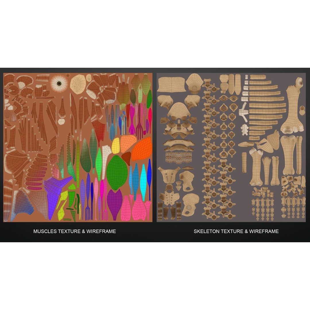 Muscle Anatomy 3D Model – Low Poly Ecorche for Blender, FBX, OBJ - View 10