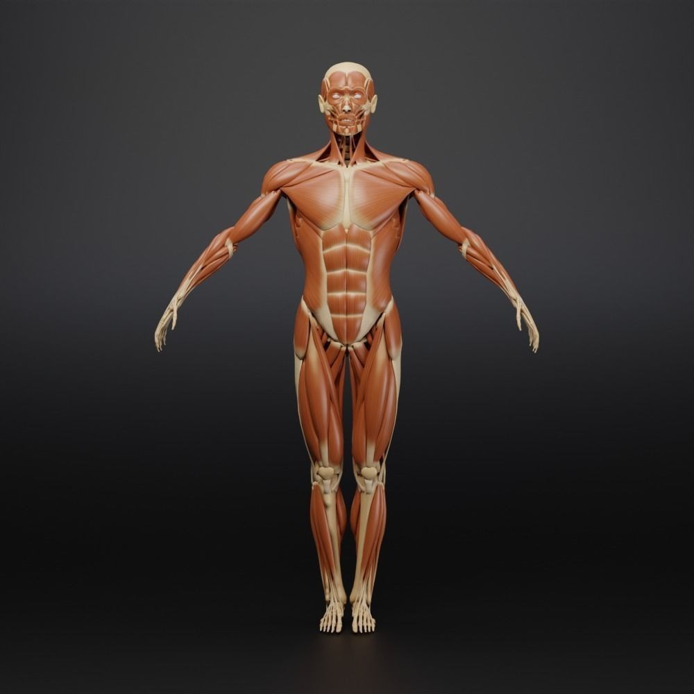 Muscle Anatomy 3D Model – Low Poly Ecorche for Blender, FBX, OBJ - View 11