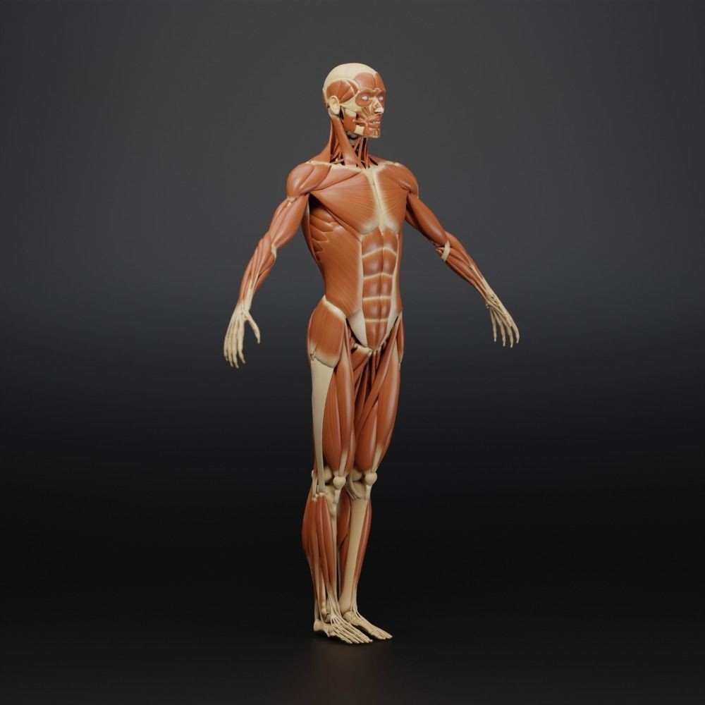 Muscle Anatomy 3D Model – Low Poly Ecorche for Blender, FBX, OBJ - View 12