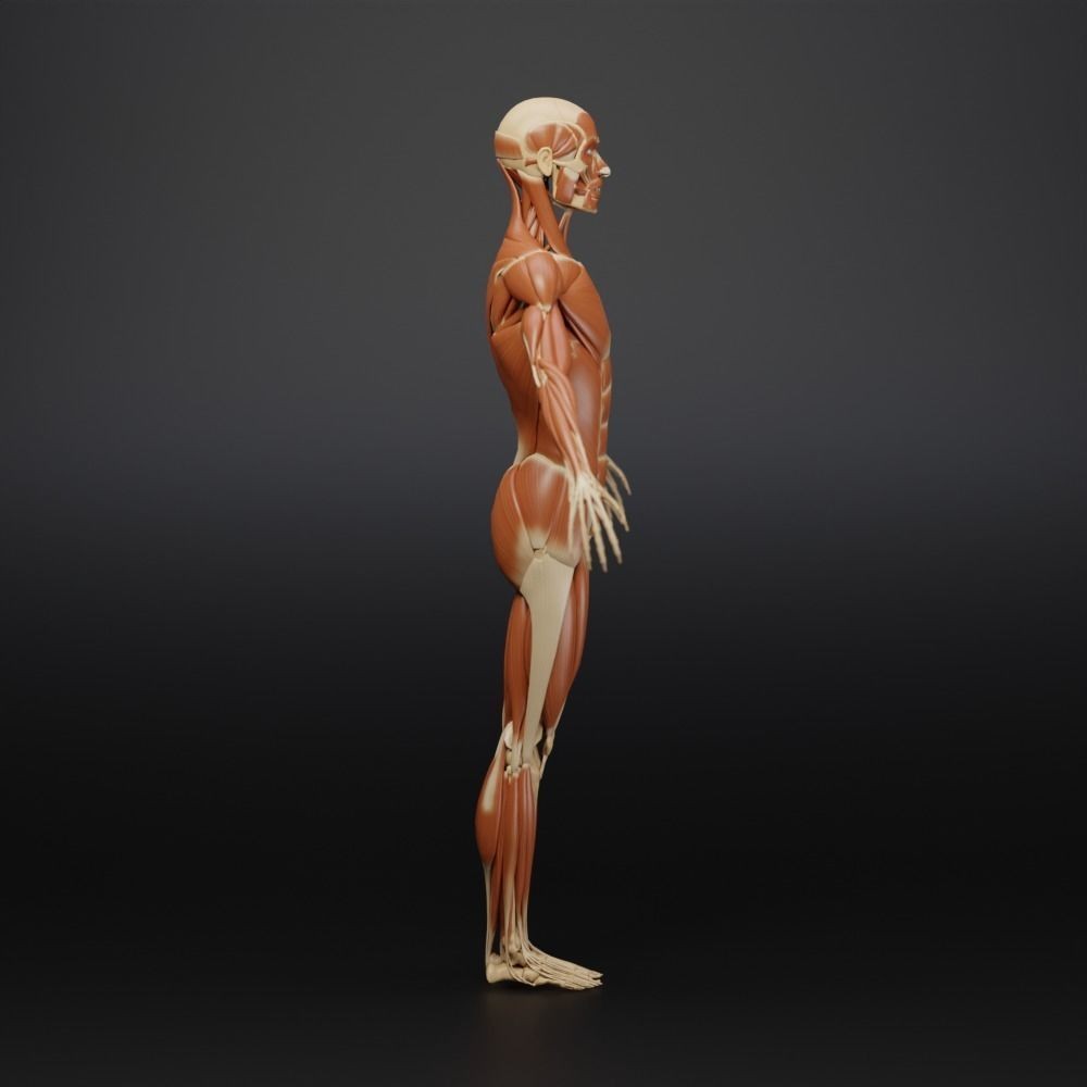 Muscle Anatomy 3D Model – Low Poly Ecorche for Blender, FBX, OBJ - View 13