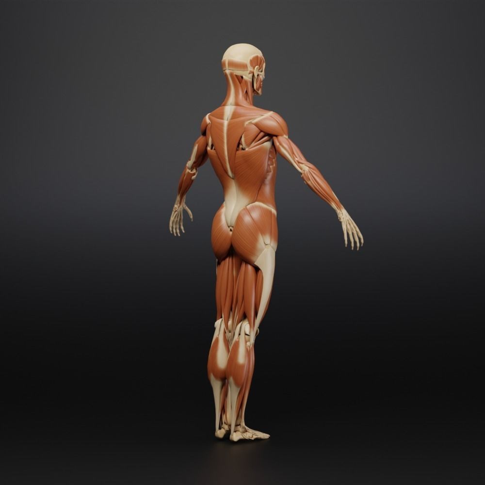 Muscle Anatomy 3D Model – Low Poly Ecorche for Blender, FBX, OBJ - View 14