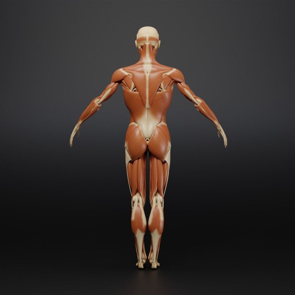 Muscle Anatomy 3D Model – Low Poly Ecorche for Blender, FBX, OBJ - View 15