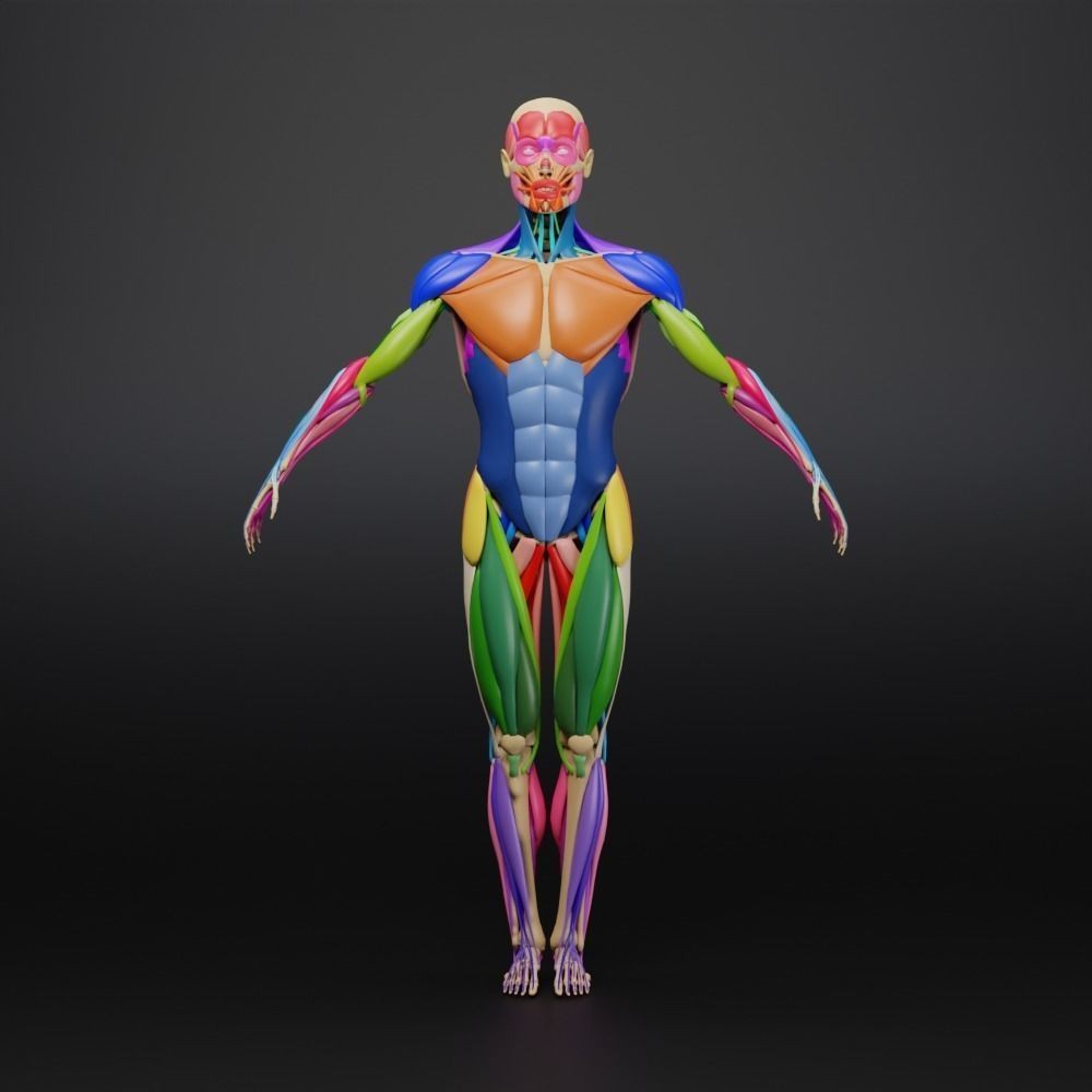 Muscle Anatomy 3D Model – Low Poly Ecorche for Blender, FBX, OBJ - View 16