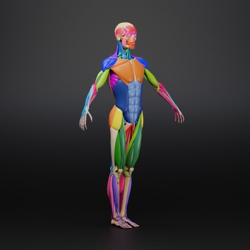 Muscle Anatomy 3D Model – Low Poly Ecorche for Blender, FBX, OBJ - View 17