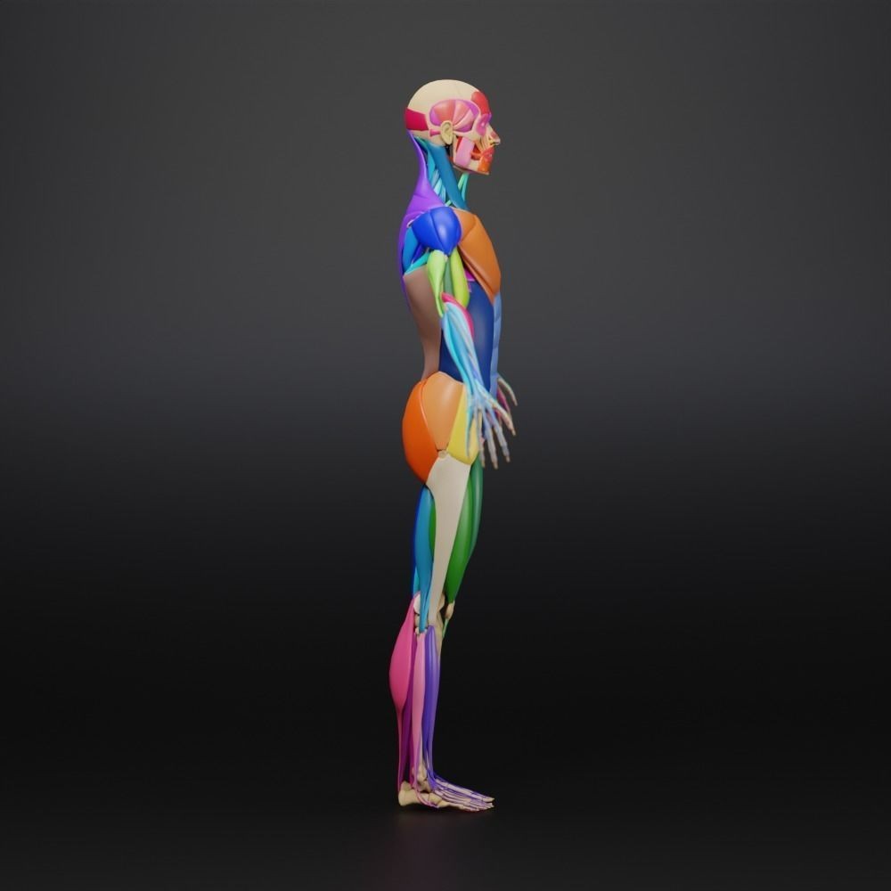 Muscle Anatomy 3D Model – Low Poly Ecorche for Blender, FBX, OBJ - View 18