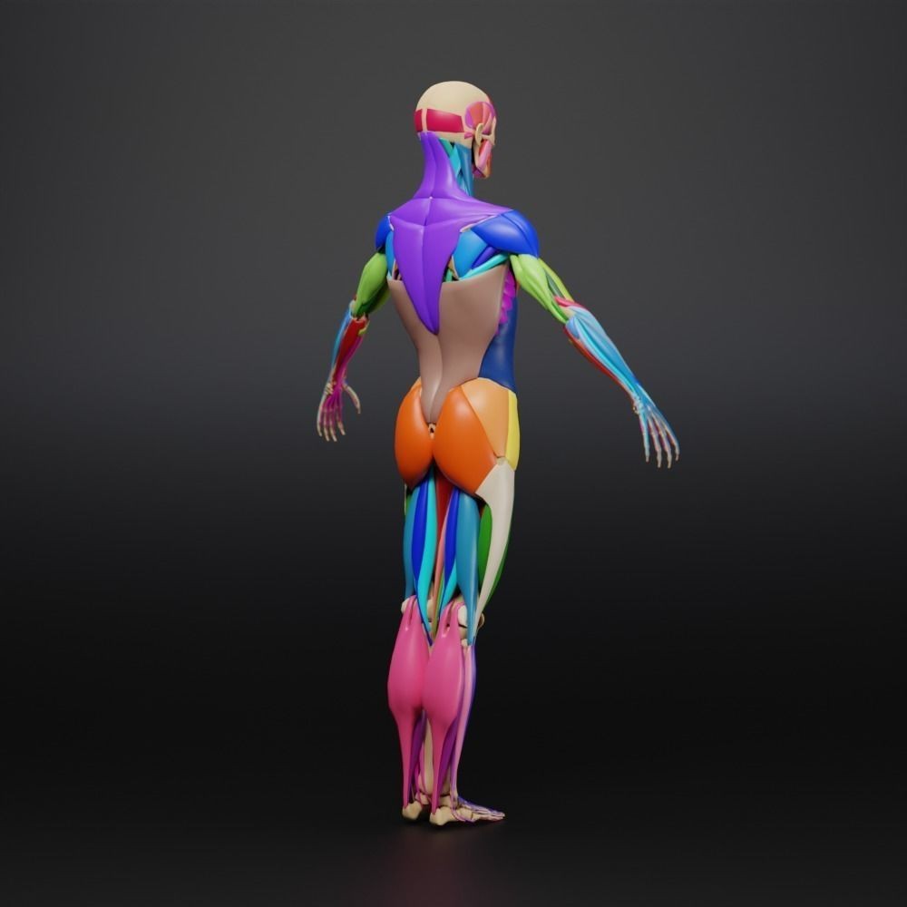 Muscle Anatomy 3D Model – Low Poly Ecorche for Blender, FBX, OBJ - View 19