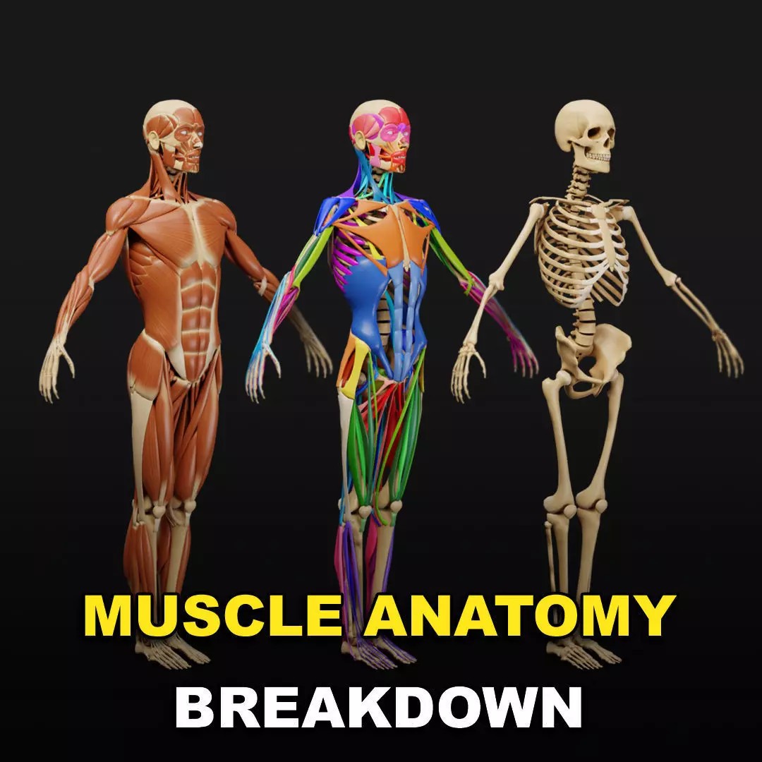 Muscle Anatomy 3D Model – Low Poly Ecorche for Blender, FBX, OBJ - View 2