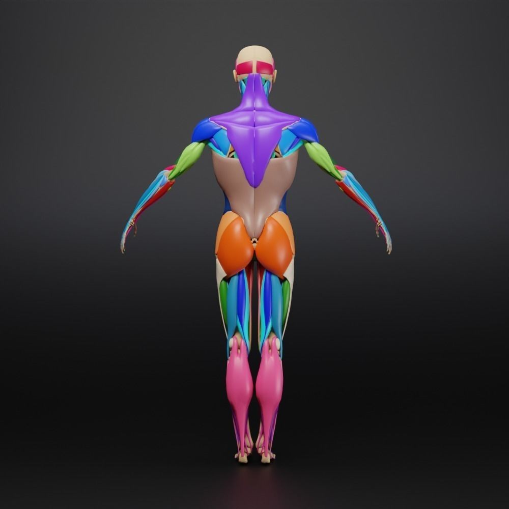Muscle Anatomy 3D Model – Low Poly Ecorche for Blender, FBX, OBJ - View 20