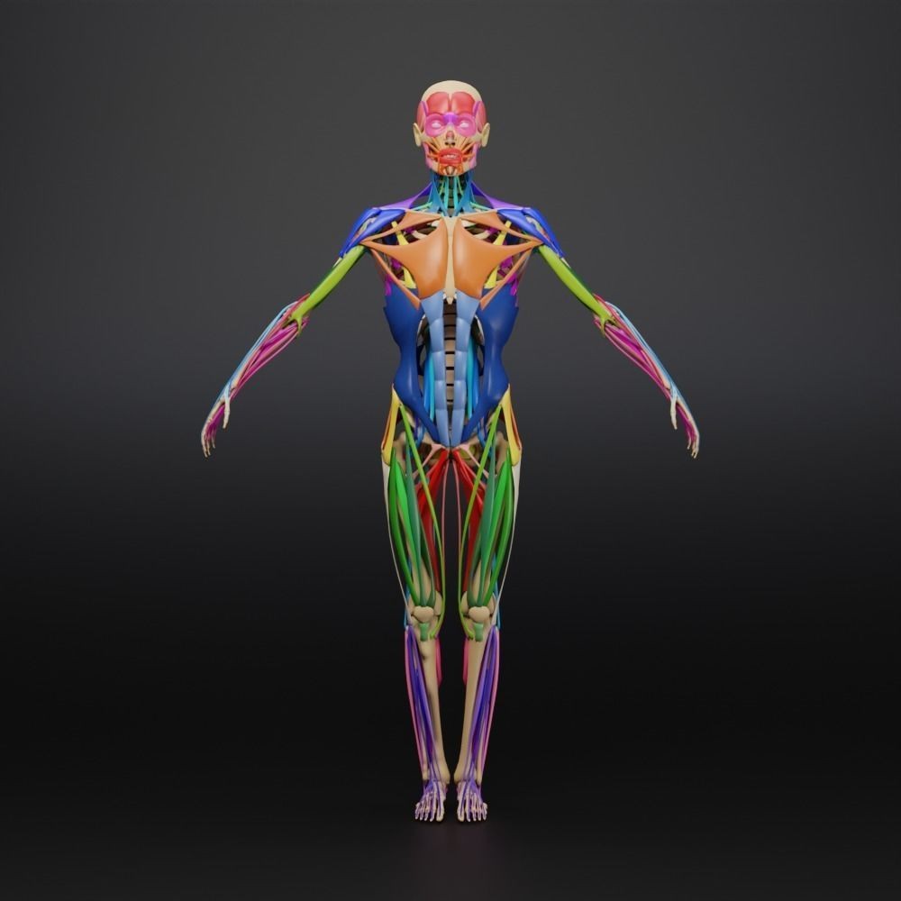 Muscle Anatomy 3D Model – Low Poly Ecorche for Blender, FBX, OBJ - View 21