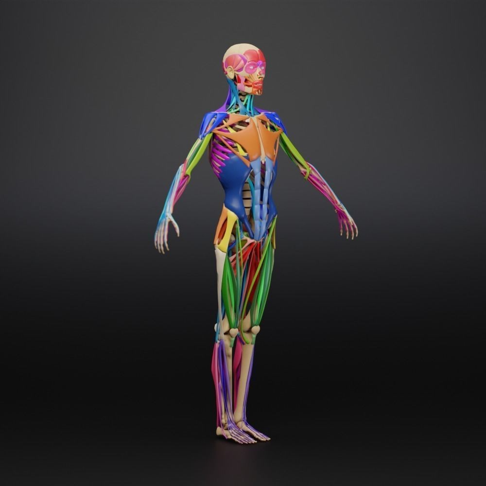 Muscle Anatomy 3D Model – Low Poly Ecorche for Blender, FBX, OBJ - View 22