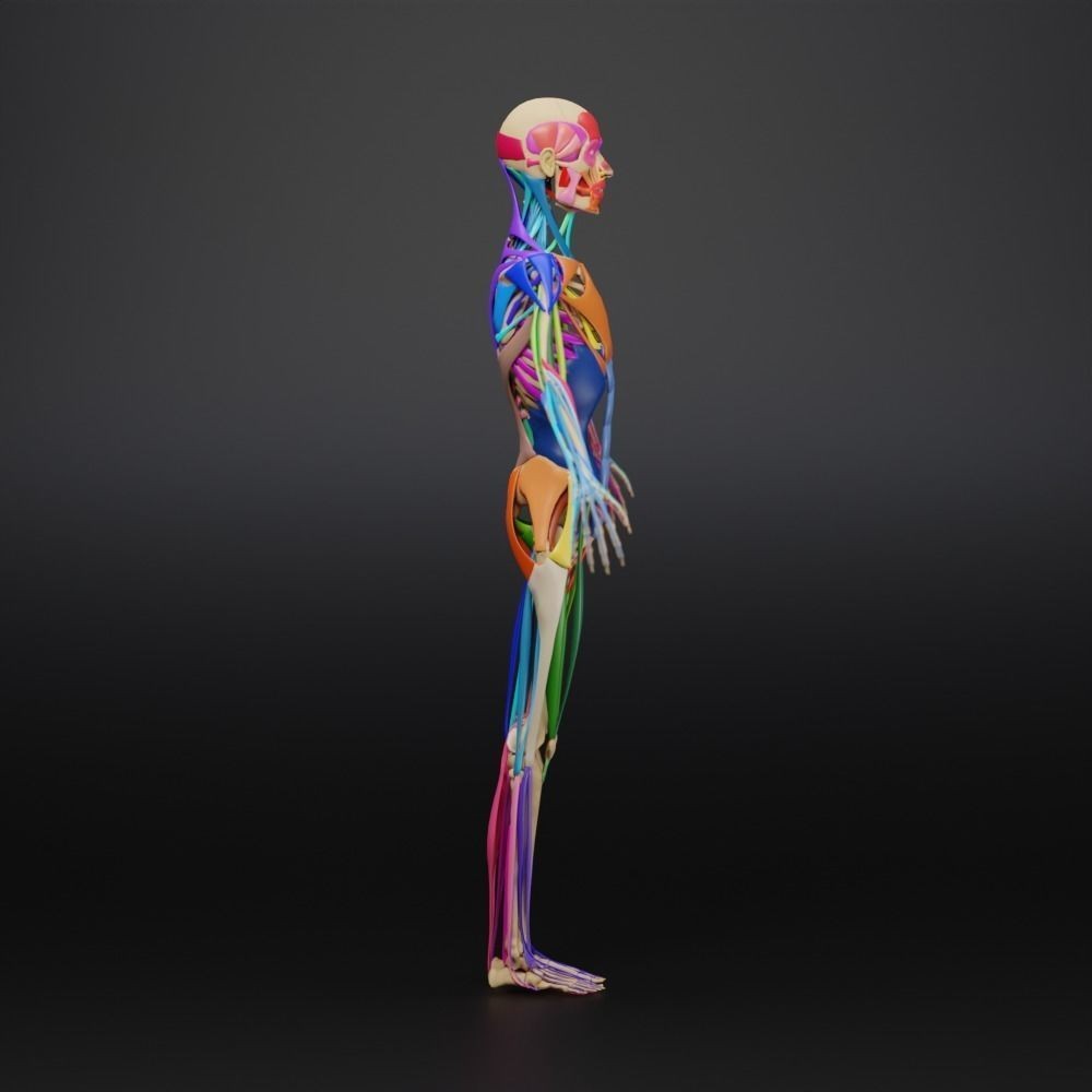 Muscle Anatomy 3D Model – Low Poly Ecorche for Blender, FBX, OBJ - View 23