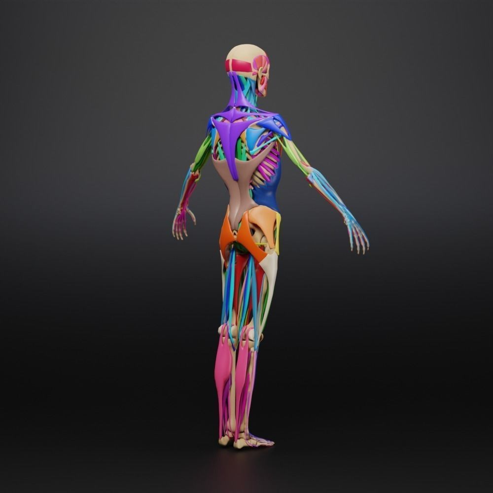 Muscle Anatomy 3D Model – Low Poly Ecorche for Blender, FBX, OBJ - View 24