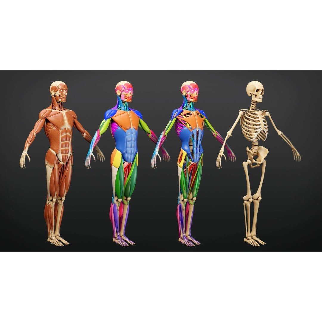 Muscle Anatomy 3D Model – Low Poly Ecorche for Blender, FBX, OBJ - View 3