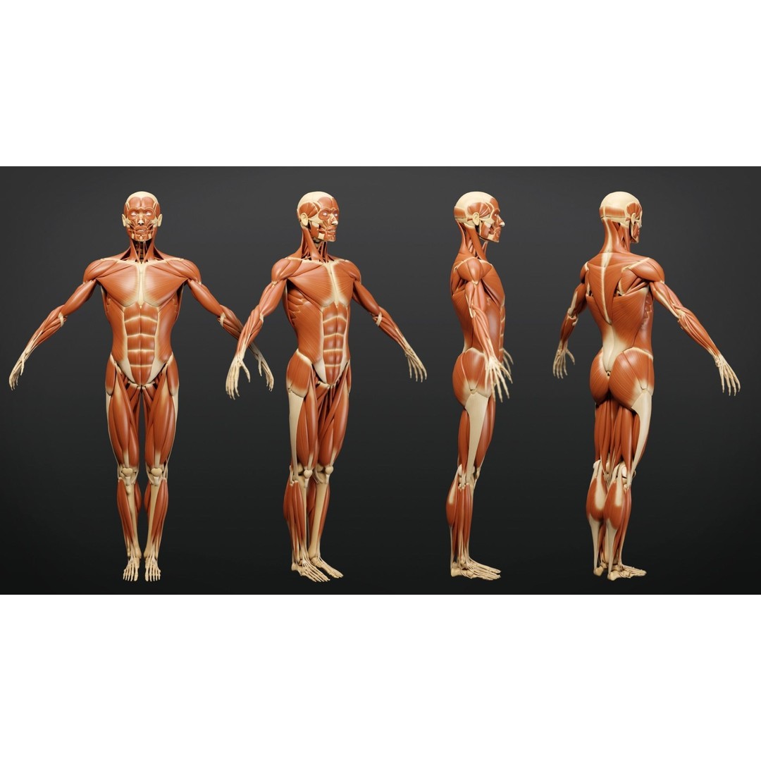 Muscle Anatomy 3D Model – Low Poly Ecorche for Blender, FBX, OBJ - View 4