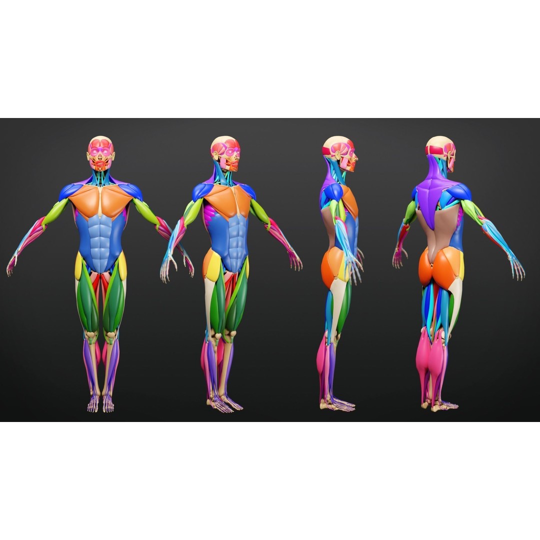 Muscle Anatomy 3D Model – Low Poly Ecorche for Blender, FBX, OBJ - View 5