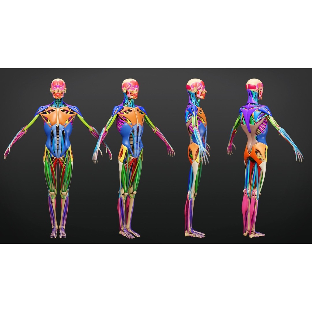 Muscle Anatomy 3D Model – Low Poly Ecorche for Blender, FBX, OBJ - View 6