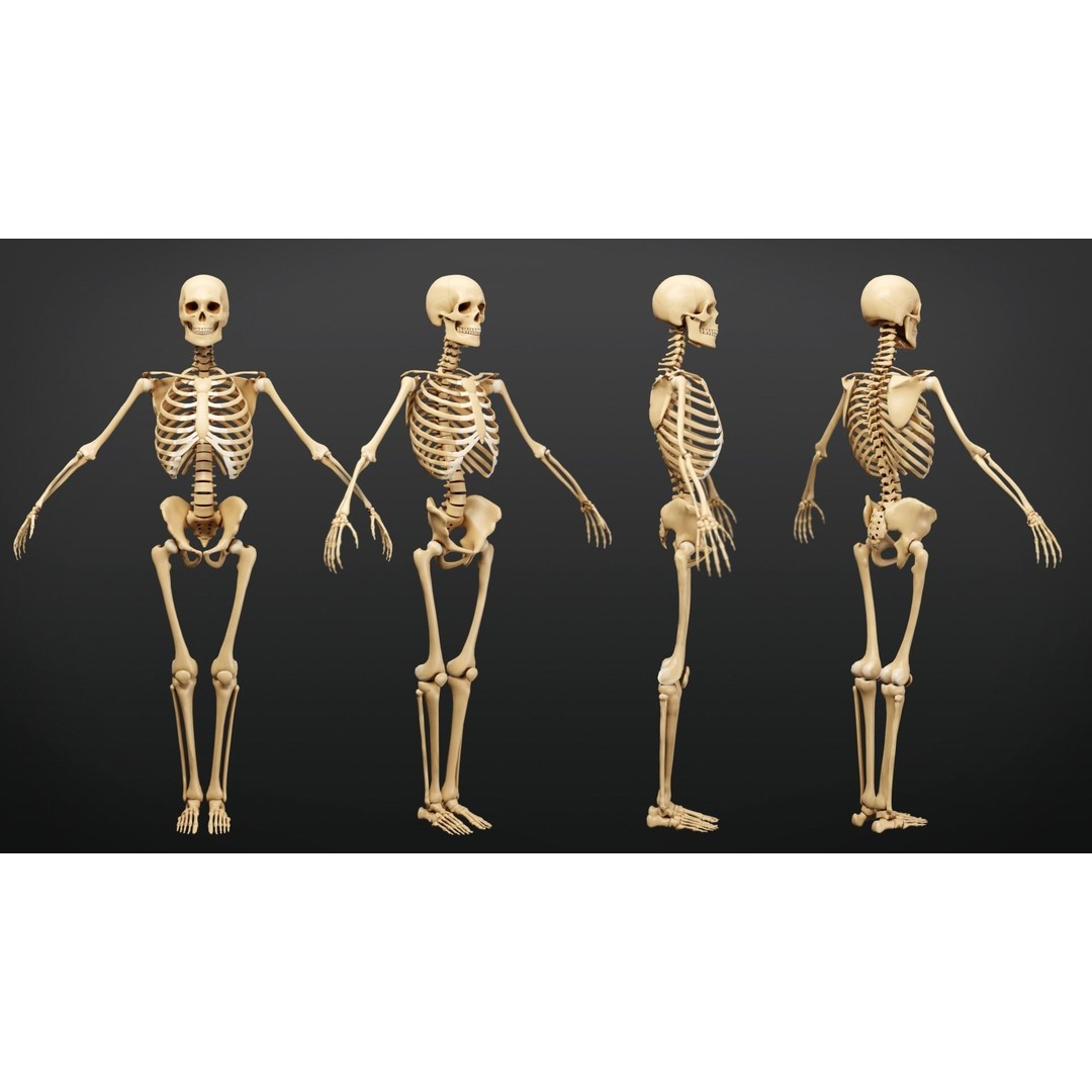 Muscle Anatomy 3D Model – Low Poly Ecorche for Blender, FBX, OBJ - View 7