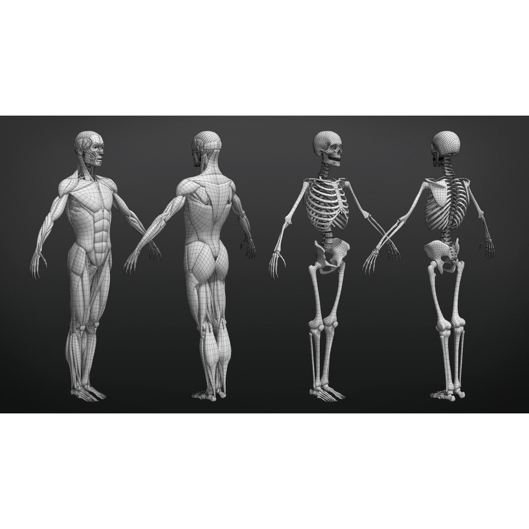 Muscle Anatomy 3D Model – Low Poly Ecorche for Blender, FBX, OBJ - View 8