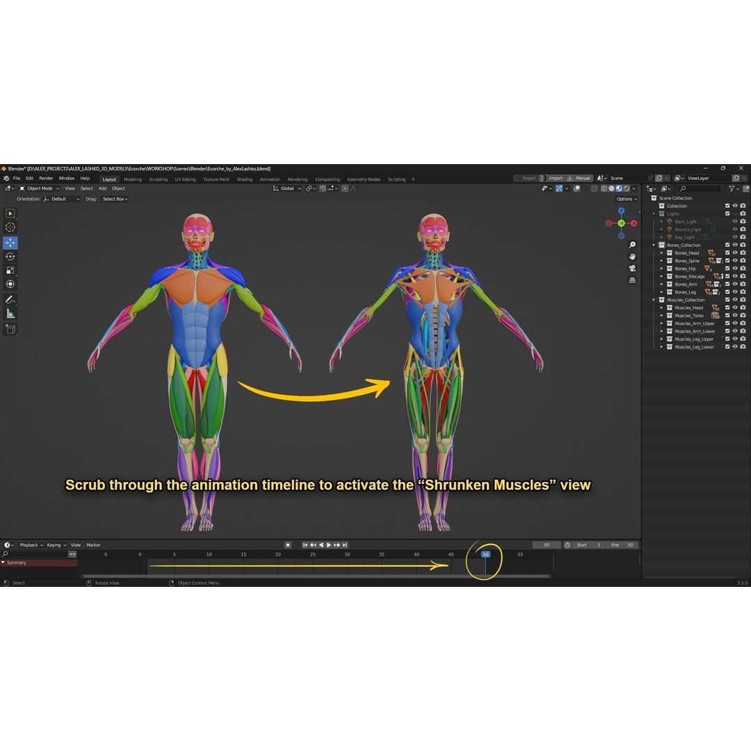 Muscle Anatomy 3D Model – Low Poly Ecorche for Blender, FBX, OBJ - View 9