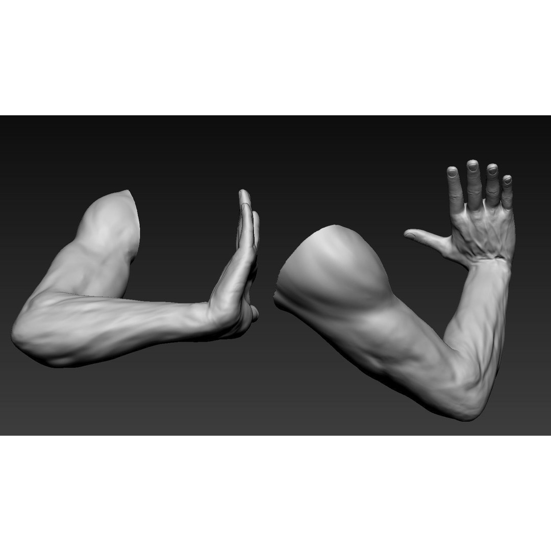 Male Arms 3D Model – Anatomically Correct Poses, OBJ & ZTL Formats - View 11