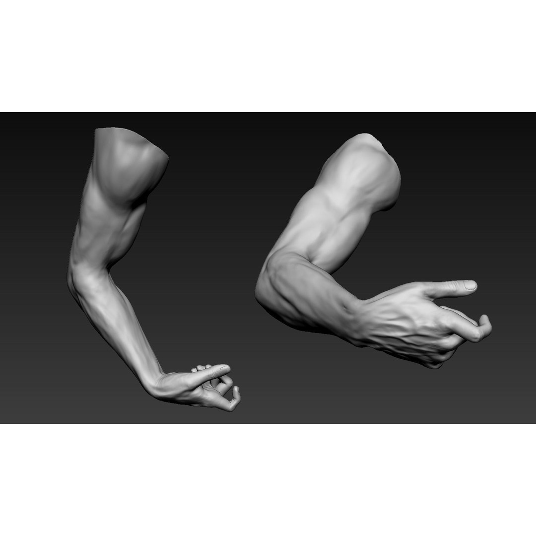Male Arms 3D Model – Anatomically Correct Poses, OBJ & ZTL Formats - View 13