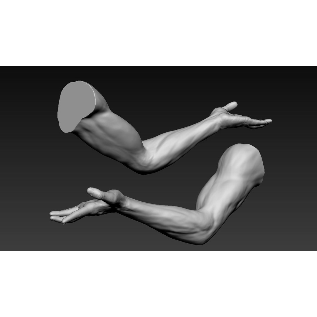 Male Arms 3D Model – Anatomically Correct Poses, OBJ & ZTL Formats - View 15