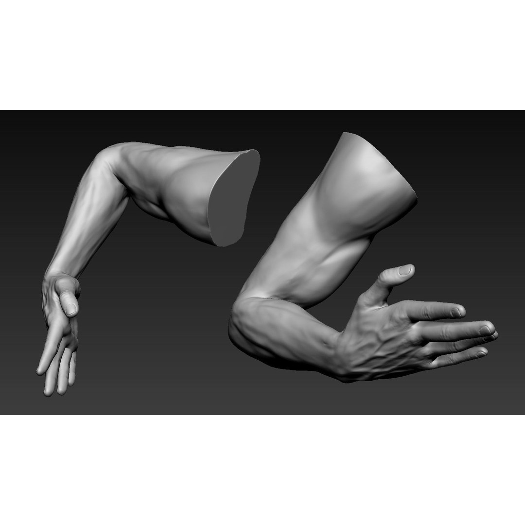 Male Arms 3D Model – Anatomically Correct Poses, OBJ & ZTL Formats - View 16
