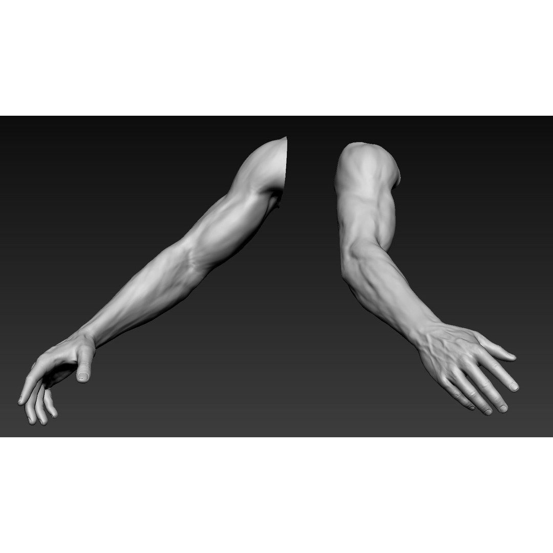Male Arms 3D Model – Anatomically Correct Poses, OBJ & ZTL Formats - View 4