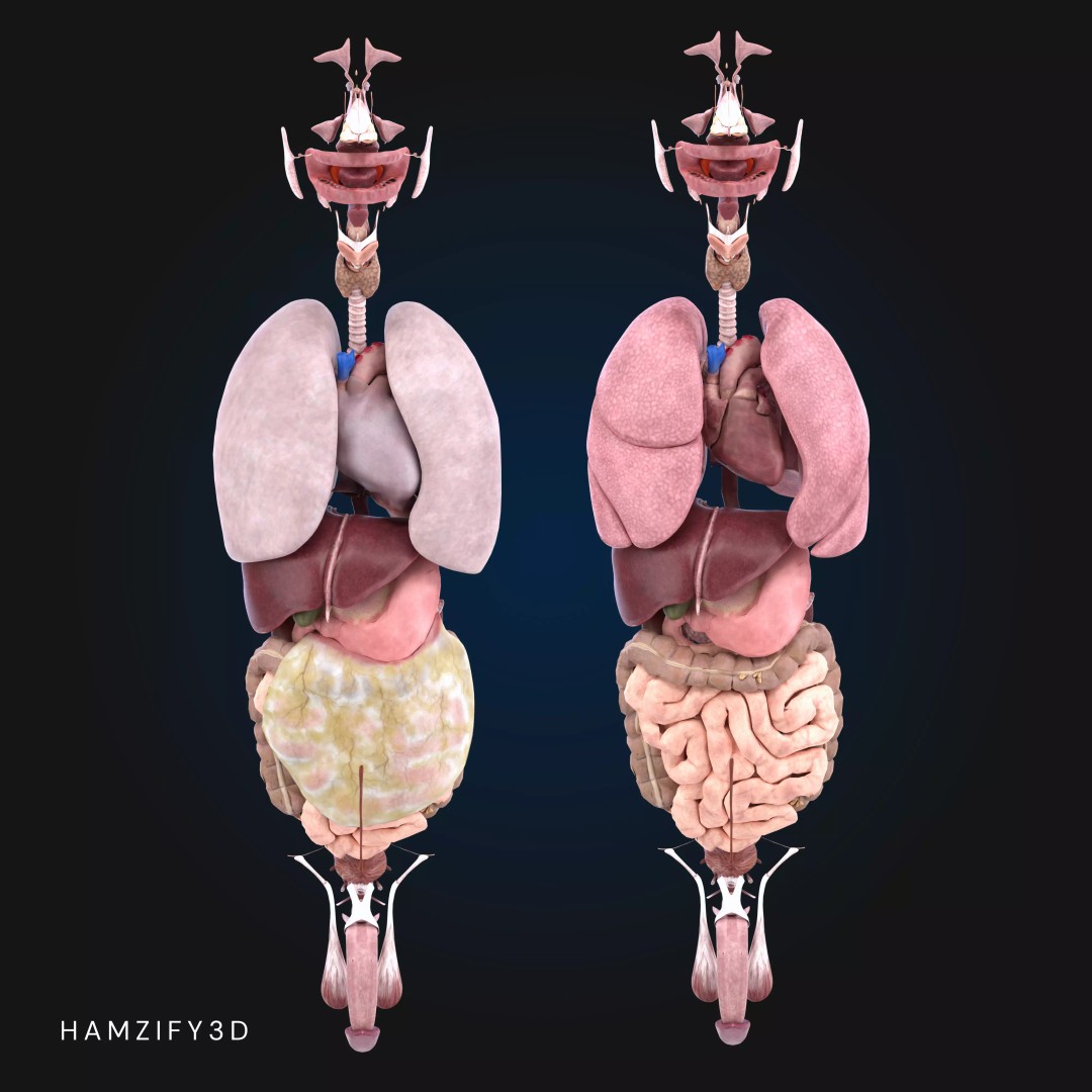 Full Male Anatomy 3D Model – Anatomically Accurate Rigged Asset, Blender & FBX - View 10
