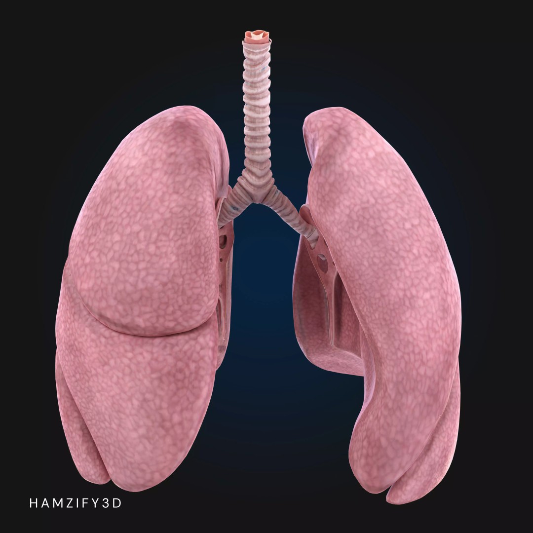 Full Male Anatomy 3D Model – Anatomically Accurate Rigged Asset, Blender & FBX - View 11