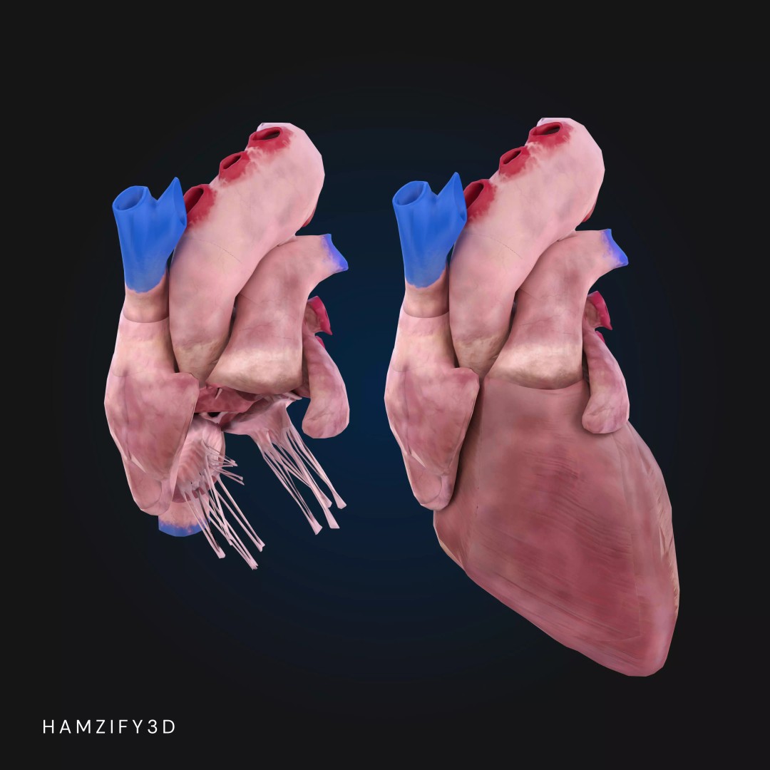 Full Male Anatomy 3D Model – Anatomically Accurate Rigged Asset, Blender & FBX - View 12