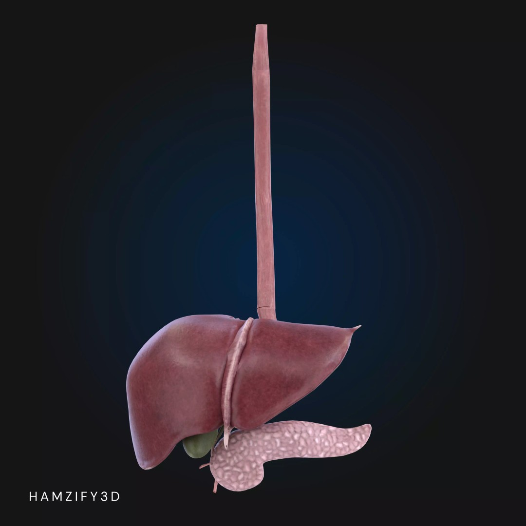 Full Male Anatomy 3D Model – Anatomically Accurate Rigged Asset, Blender & FBX - View 13