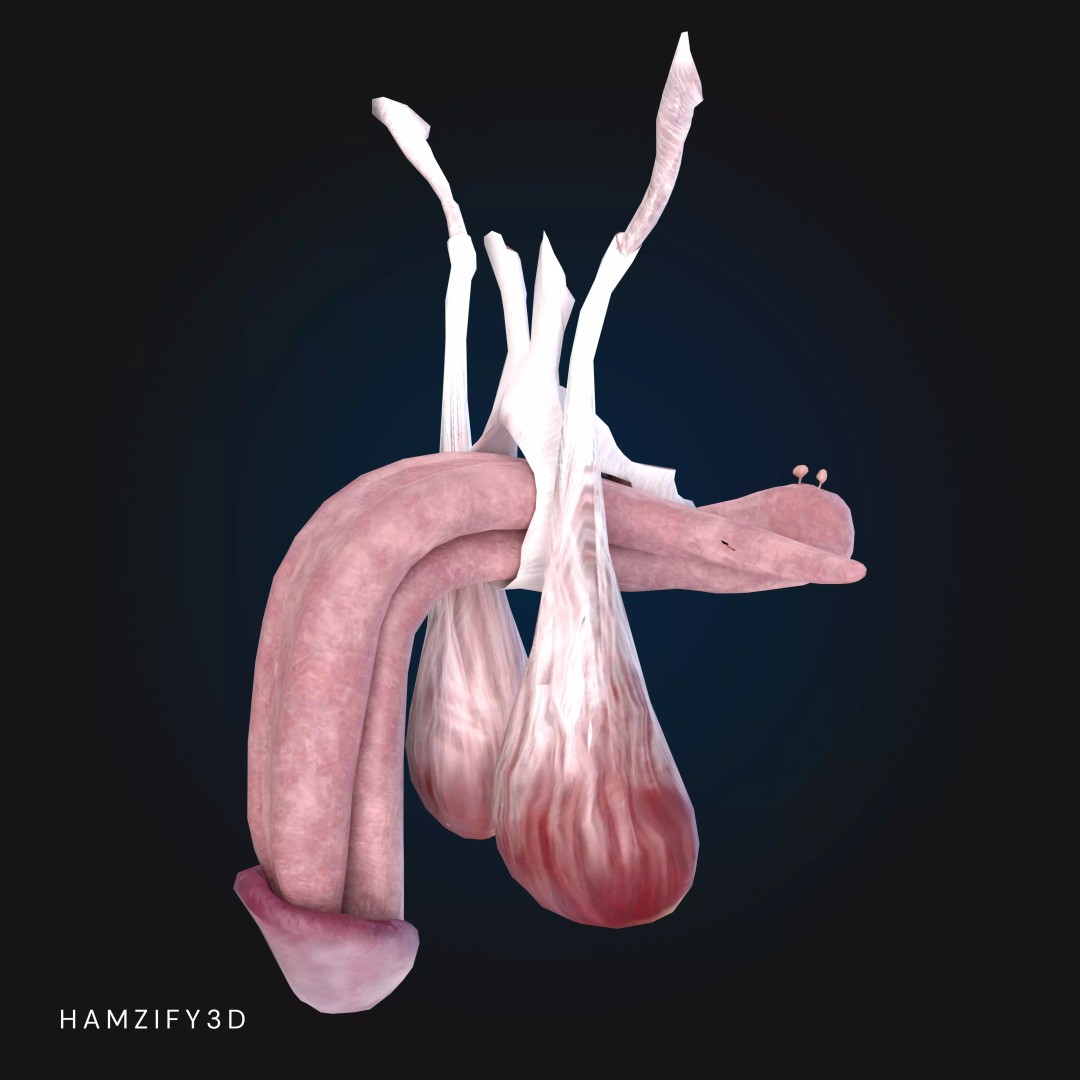 Full Male Anatomy 3D Model – Anatomically Accurate Rigged Asset, Blender & FBX - View 14