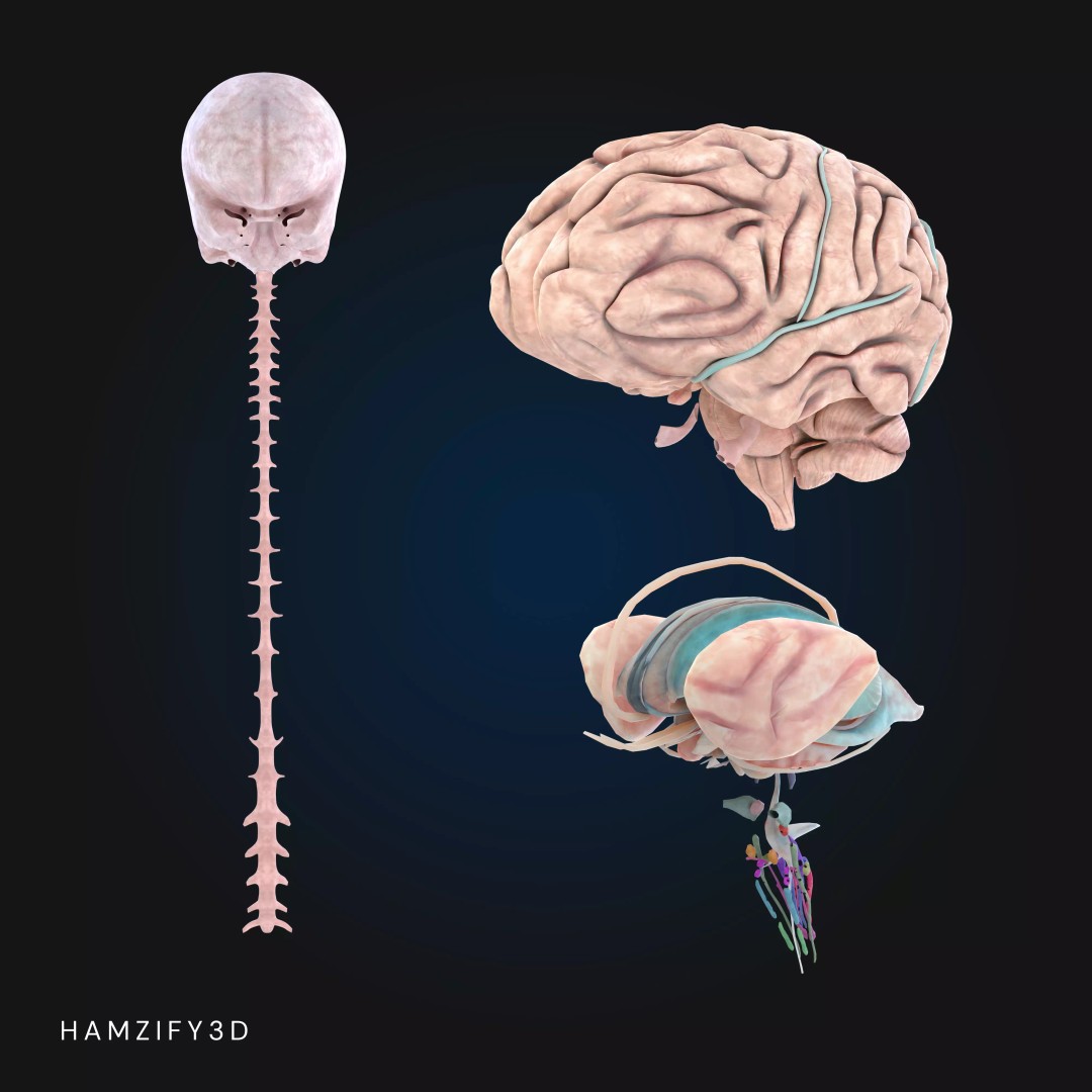 Full Male Anatomy 3D Model – Anatomically Accurate Rigged Asset, Blender & FBX - View 15