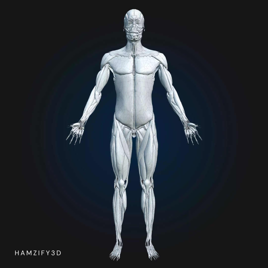 Full Male Anatomy 3D Model – Anatomically Accurate Rigged Asset, Blender & FBX - View 16