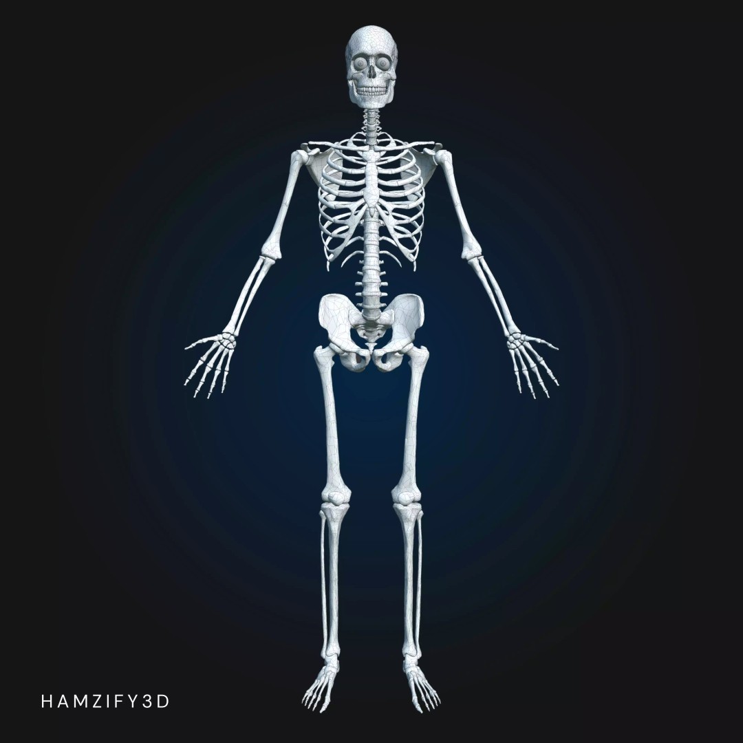 Full Male Anatomy 3D Model – Anatomically Accurate Rigged Asset, Blender & FBX - View 17