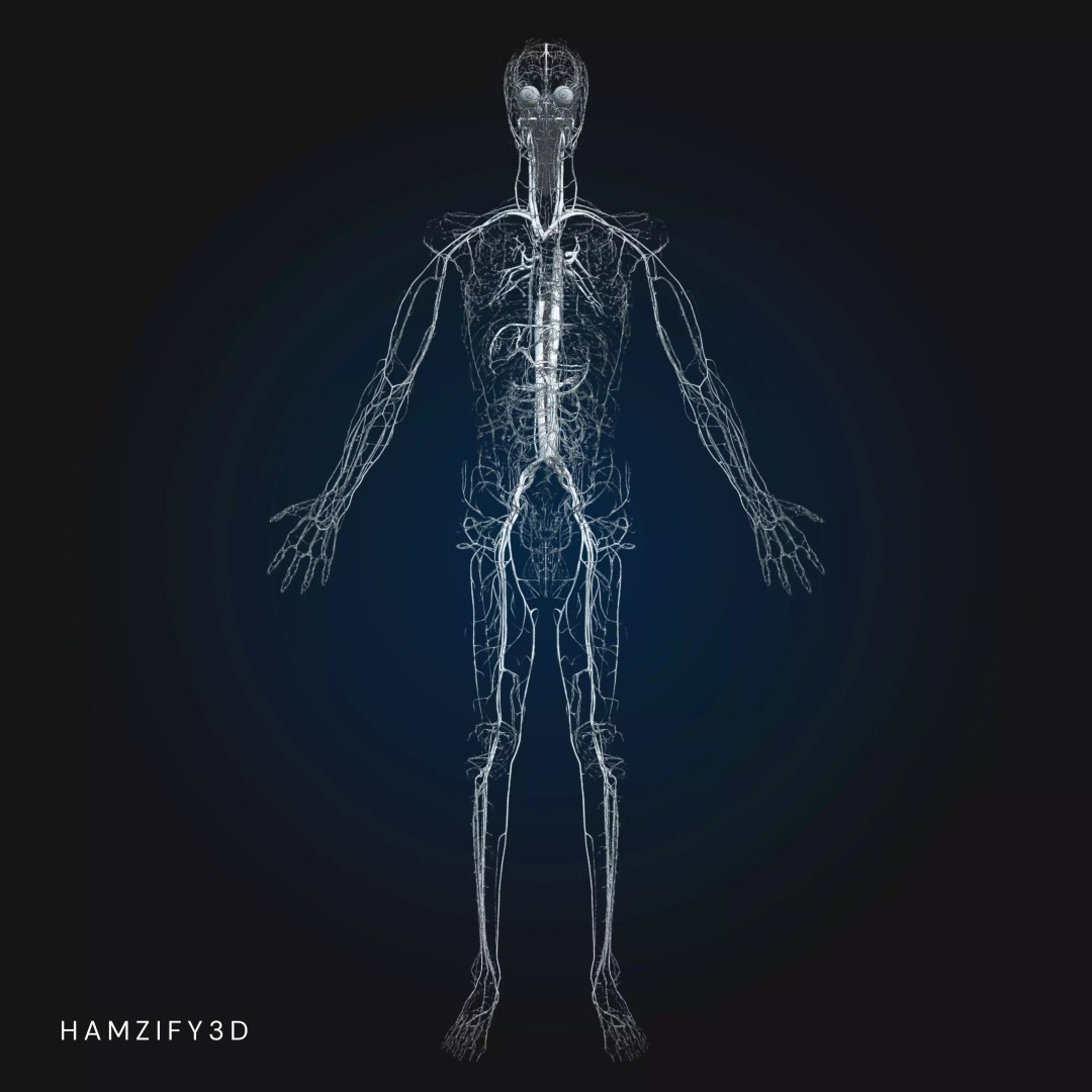 Full Male Anatomy 3D Model – Anatomically Accurate Rigged Asset, Blender & FBX - View 18