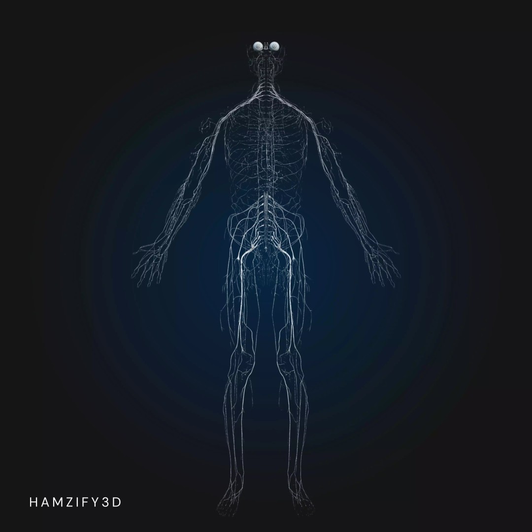 Full Male Anatomy 3D Model – Anatomically Accurate Rigged Asset, Blender & FBX - View 19