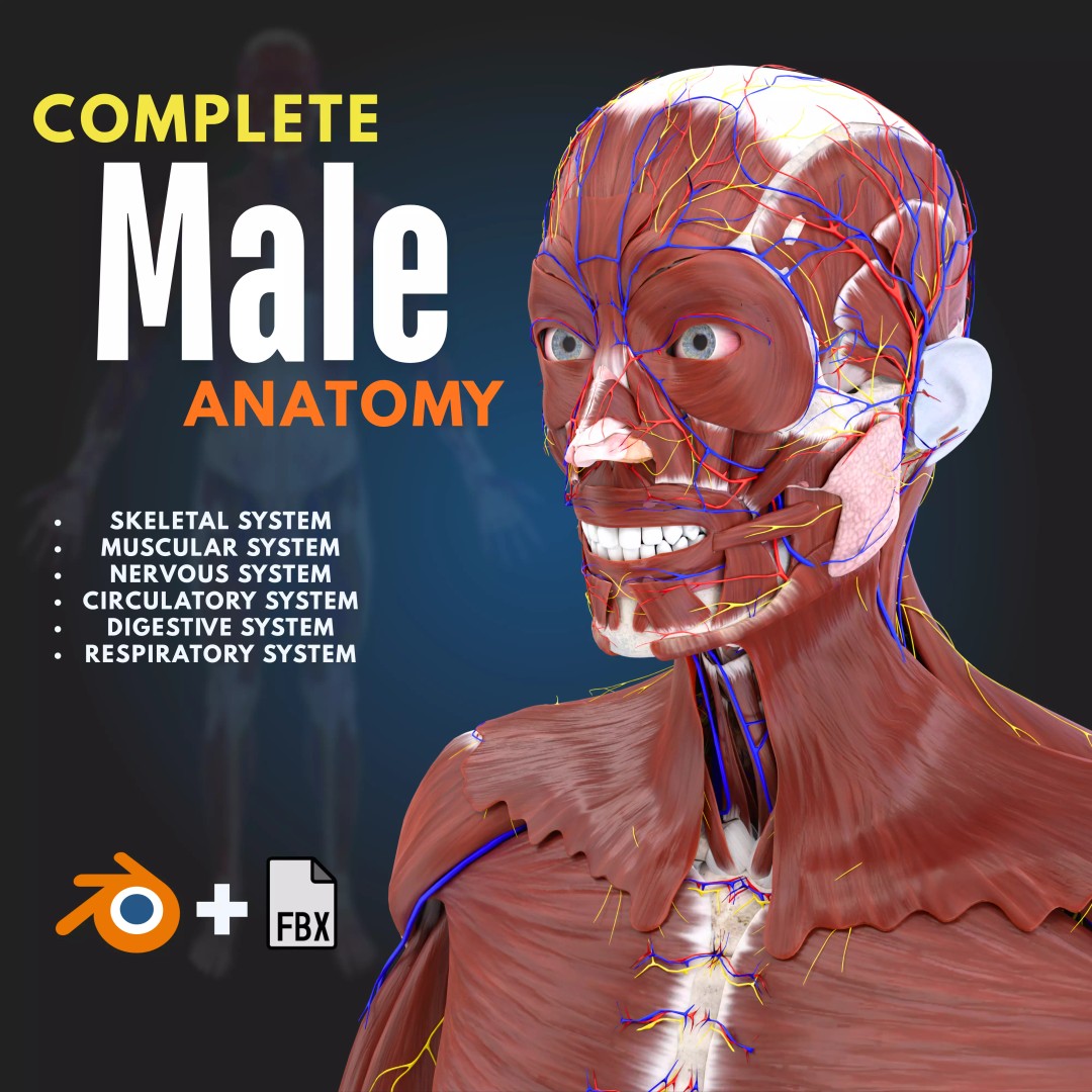 Full Male Anatomy 3D Model – Anatomically Accurate Rigged Asset, Blender & FBX - View 2