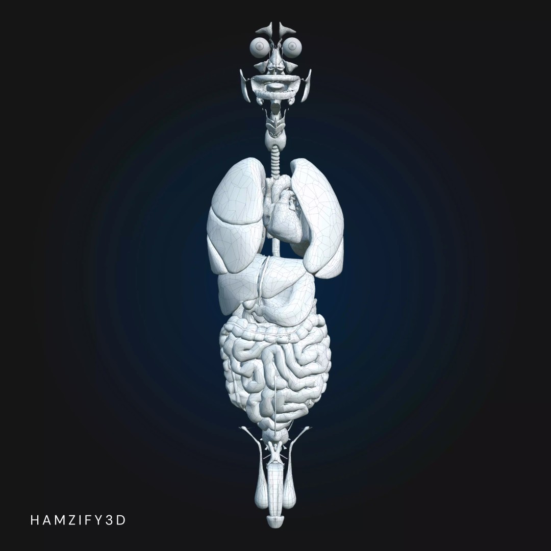 Full Male Anatomy 3D Model – Anatomically Accurate Rigged Asset, Blender & FBX - View 20