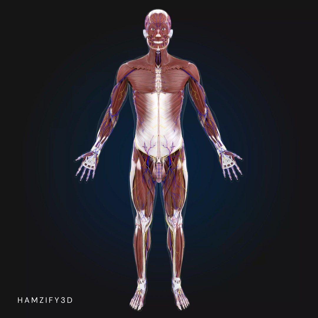 Full Male Anatomy 3D Model – Anatomically Accurate Rigged Asset, Blender & FBX - View 3