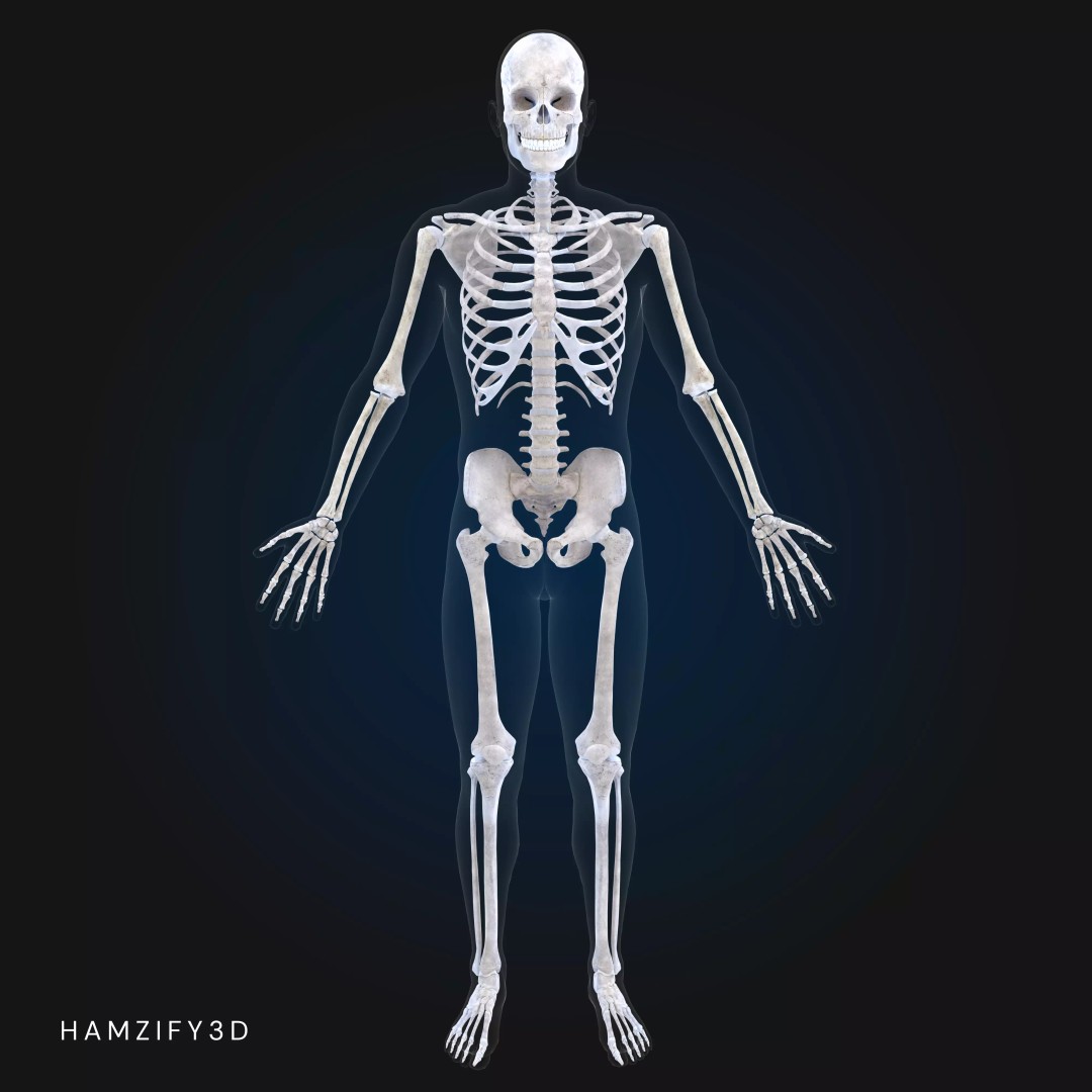 Full Male Anatomy 3D Model – Anatomically Accurate Rigged Asset, Blender & FBX - View 4
