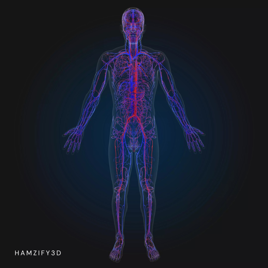 Full Male Anatomy 3D Model – Anatomically Accurate Rigged Asset, Blender & FBX - View 5