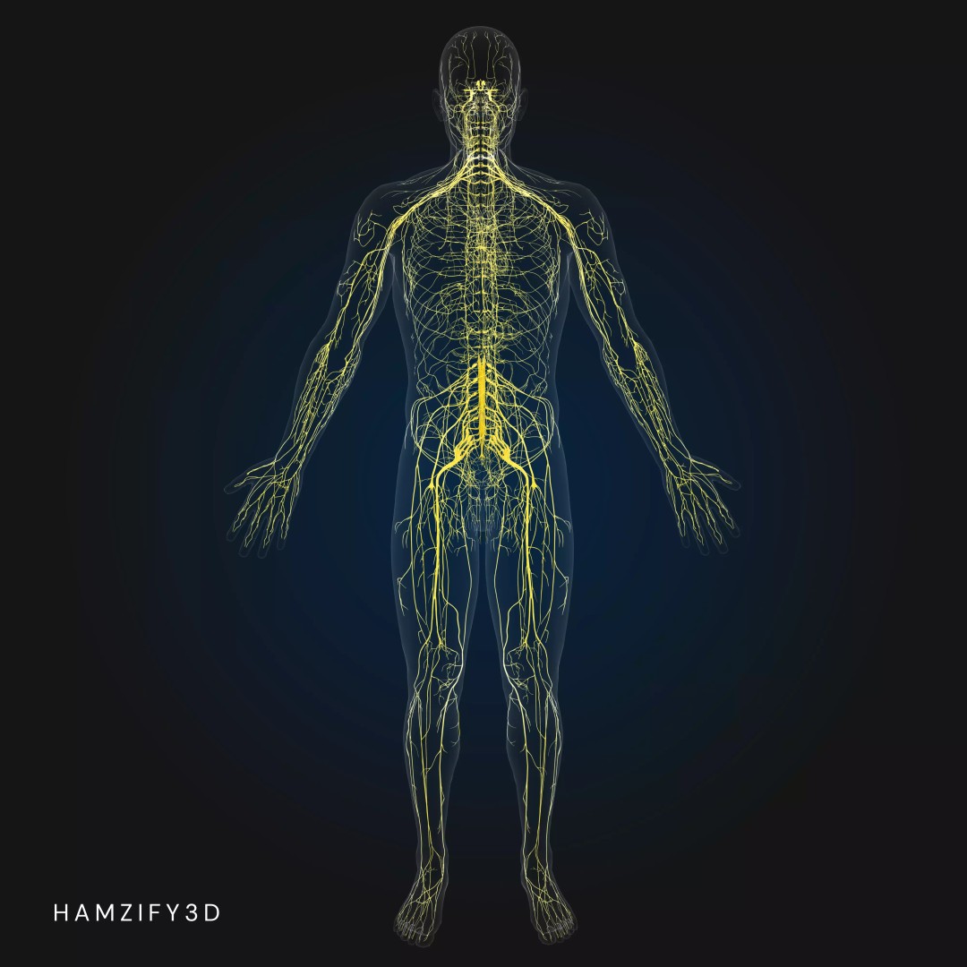 Full Male Anatomy 3D Model – Anatomically Accurate Rigged Asset, Blender & FBX - View 6