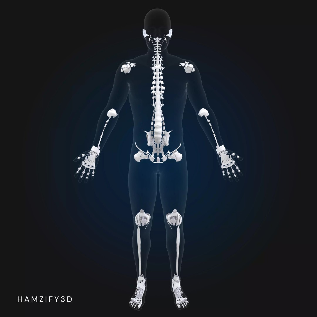 Full Male Anatomy 3D Model – Anatomically Accurate Rigged Asset, Blender & FBX - View 7